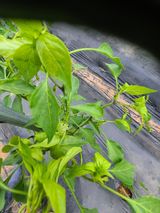 팜모닝 고추·병해충상담 게시글 이미지