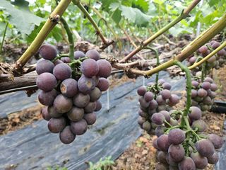 드라곤해드님의 포도 · 영농일지 작성글 사진