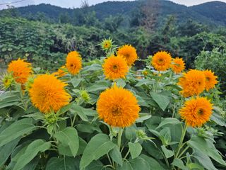 이동순님의 자유주제 · 자유게시판 작성글 사진