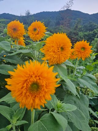 이동순님의 자유주제 · 자유게시판 작성글 사진