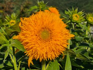 이동순님의 자유주제 · 자유게시판 작성글 사진