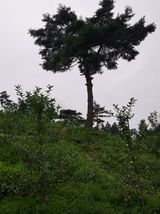 팜모닝 사과·영농일지 게시글 이미지