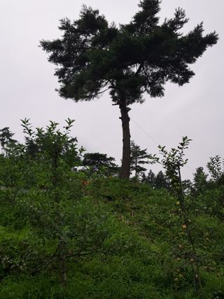 알 수 없음님의 사과 · 영농일지 작성글 사진