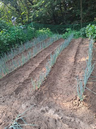 김영호님의 파 · 영농일지 작성글 사진