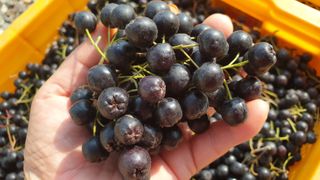 농부아내님의 작성글 사진