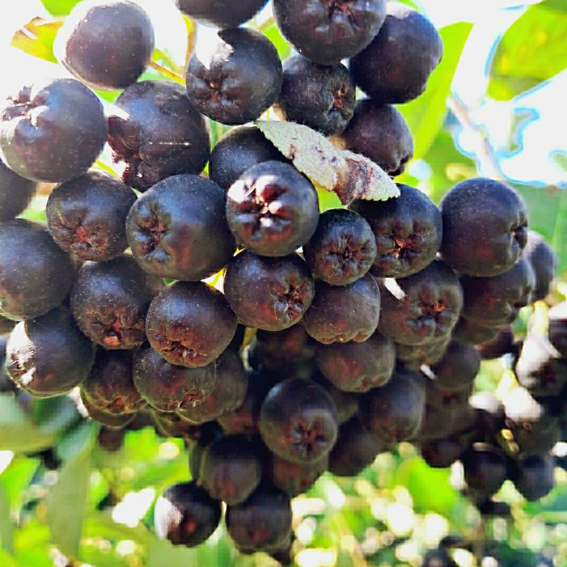 농부아내님의 장터 판매 상품 [[예약주문]최상품 아로니아 5kg] 첨부 사진