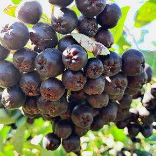 농부아내님의 작성글 사진