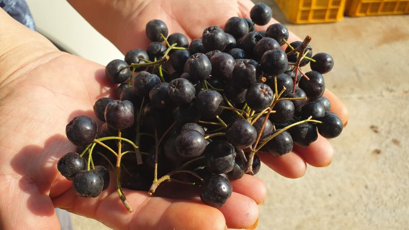 농부아내님의 장터 판매 상품 [[예약주문]최상품 아로니아 5kg] 첨부 사진