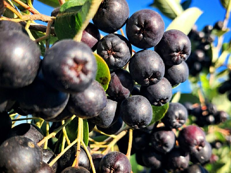 농부아내님의 장터 판매 상품 [[예약주문]최상품 아로니아 5kg] 첨부 사진