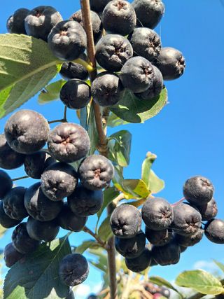 농부아내님의 작성글 사진