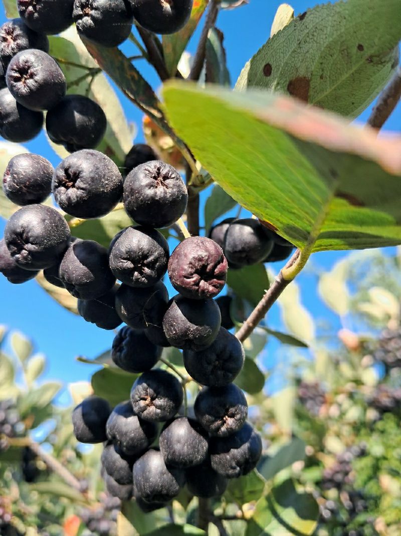농부아내님의 장터 판매 상품 [[예약주문]최상품 아로니아 5kg] 첨부 사진