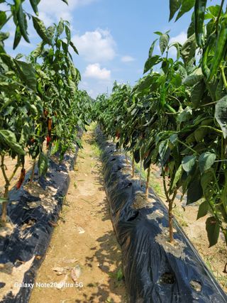 김용민님의 고추 · 지주설치•유인•성장 작성글 사진