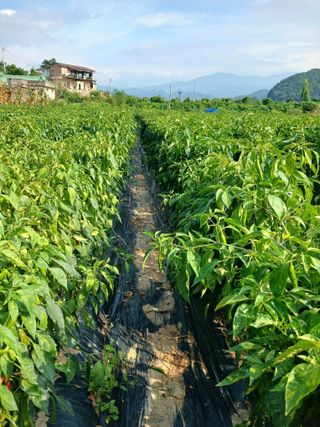 거촌어른님의 고추 · 영농일지 작성글 사진