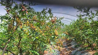 김동만님의 블루베리 · 영농일지 작성글 사진