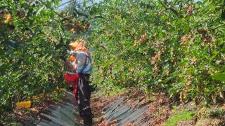 김동만님의 블루베리 · 영농일지 작성글 사진