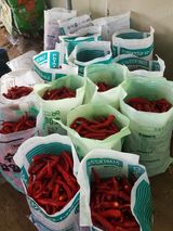 팜모닝 고추·영농일지 게시글 이미지