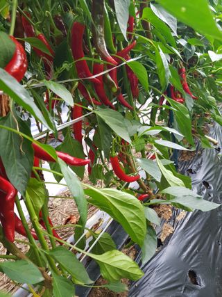 Momo51님의 고추 · 영농일지 작성글 사진