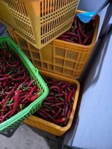 팜모닝 고추·영농일지 게시글 이미지