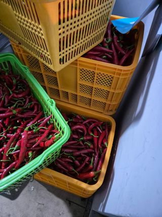 청년농부32살정재현님의 고추 · 영농일지 작성글 사진