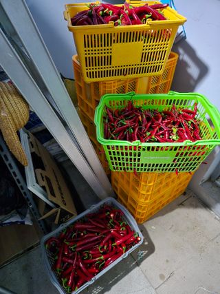 청년농부32살정재현님의 고추 · 영농일지 작성글 사진