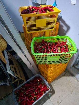 청년농부32살정재현님의 고추 · 영농일지 작성글 사진