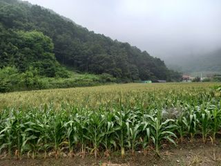 봉골농장님의 자유주제 · 자유게시판 작성글 사진