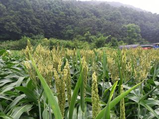 봉골농장님의 자유주제 · 자유게시판 작성글 사진