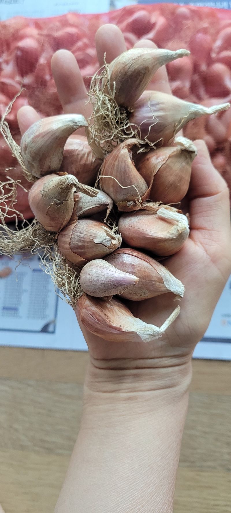 장터 상품 [쪽파 종구 12kg 판매완료] 썸네일