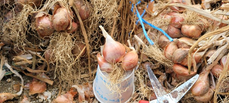 살구15128님의 장터 판매 상품 [쪽파 종구 12kg 판매완료] 첨부 사진