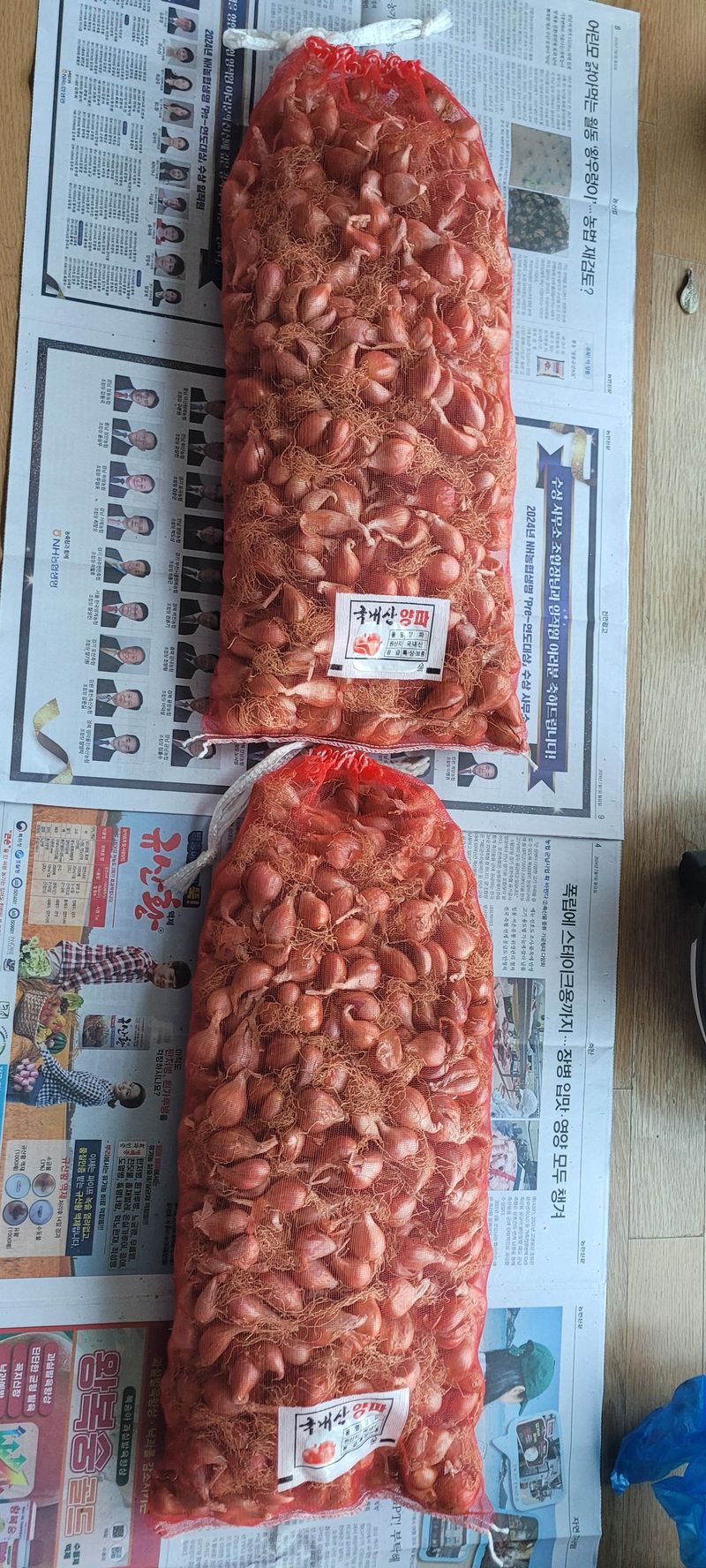 살구15128님의 장터 판매 상품 [쪽파 종구 12kg 판매완료] 첨부 사진