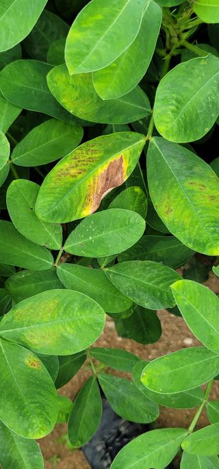 친환경님의 기타작물 · 병해충상담 작성글 사진