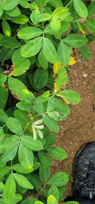 친환경님의 기타작물 · 병해충상담 작성글 사진