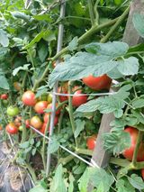 팜모닝 자유주제·자유게시판 게시글 이미지