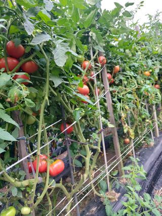 청주 미원 최재수님의 자유주제 · 자유게시판 작성글 사진