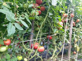 청주 미원 최재수님의 자유주제 · 자유게시판 작성글 사진