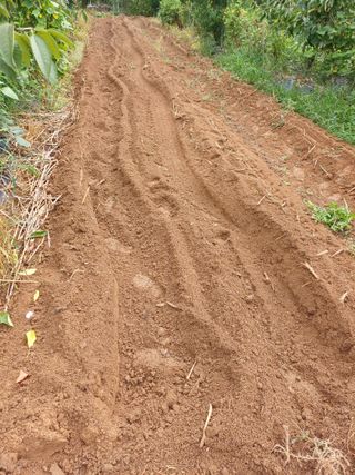 이철우님의 배추 · 영농일지 작성글 사진