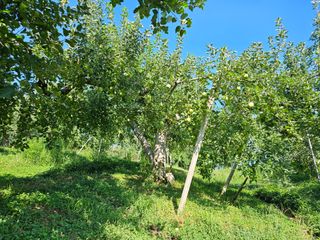 또바기사과(이훈희)님의 사과 · 영농일지 작성글 사진