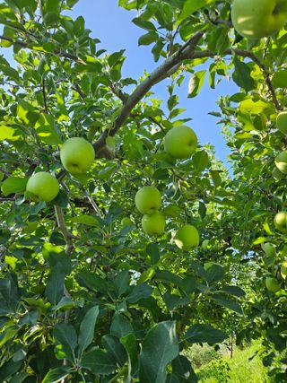 또바기사과(이훈희)님의 사과 · 영농일지 작성글 사진