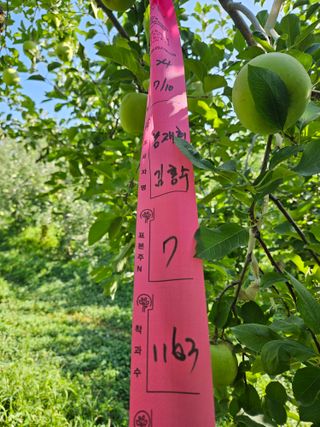 또바기사과(이훈희)님의 사과 · 영농일지 작성글 사진