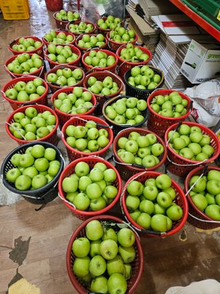 또바기사과(이훈희)님의 사과 · 영농일지 작성글 사진