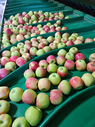 또바기사과(이훈희)님의 사과 · 영농일지 작성글 사진