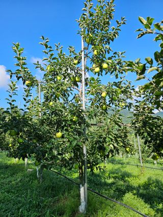 또바기사과(이훈희)님의 사과 · 영농일지 작성글 사진