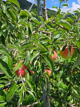 또바기사과(이훈희)님의 사과 · 영농일지 작성글 사진