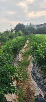 팜모닝 ☀️8월 농작업 계획·참여글 게시글 이미지