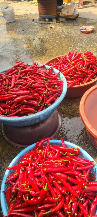 오경주님의 ☀️8월 농작업 계획 · 참여글 작성글 사진