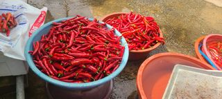 오경주님의 ☀️8월 농작업 계획 · 참여글 작성글 사진