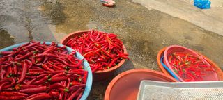 오경주님의 ☀️8월 농작업 계획 · 참여글 작성글 사진