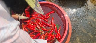 오경주님의 ☀️8월 농작업 계획 · 참여글 작성글 사진