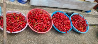 오경주님의 ☀️8월 농작업 계획 · 참여글 작성글 사진