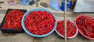 오경주님의 ☀️8월 농작업 계획 · 참여글 작성글 사진